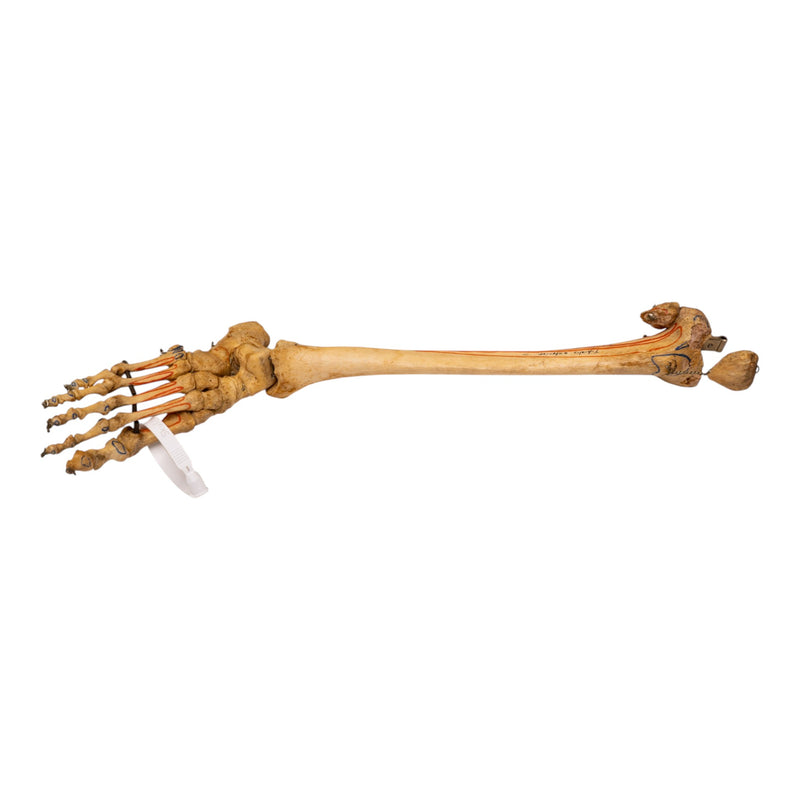 Real Human Right Partial Leg - Articulated
