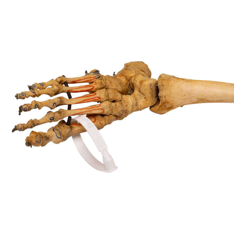 Real Human Right Partial Leg - Articulated