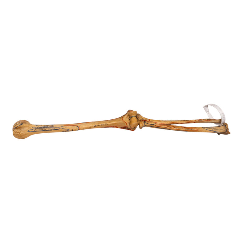 Real Human Right Arm - Painted and Articulated