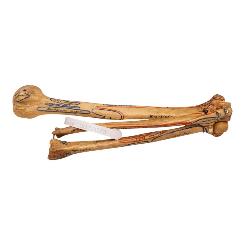 Real Human Right Arm - Painted and Articulated