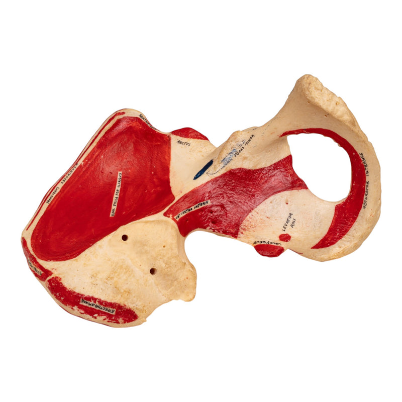 Real Human Ilium - Painted (Left)