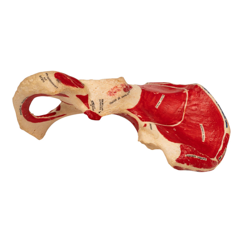 Real Human Ilium - Painted (Left)