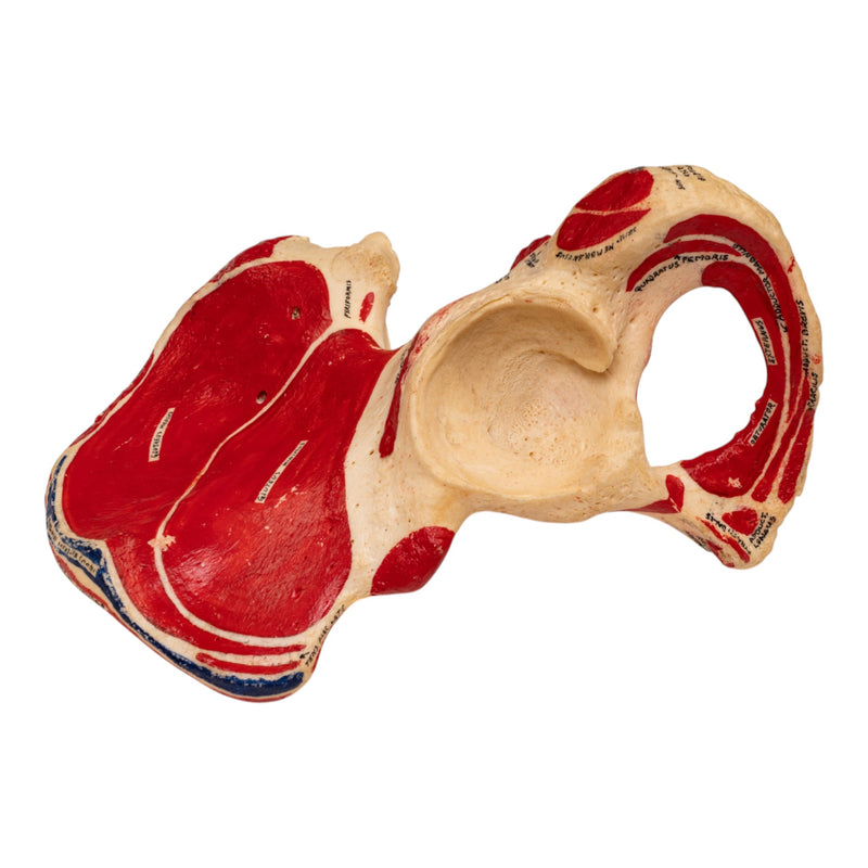 Real Human Ilium - Painted (Left)