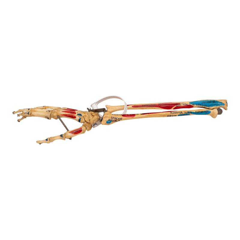 Real Human Right Hand with Radius and Ulna - Painted and Articulaed
