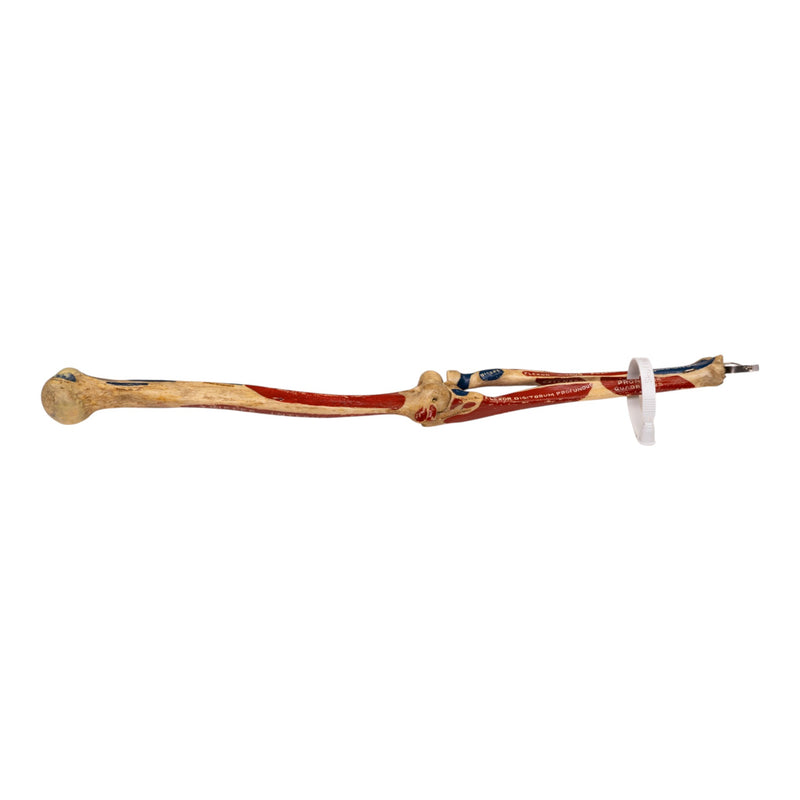 Real Human Partial Left Arm - Articulated