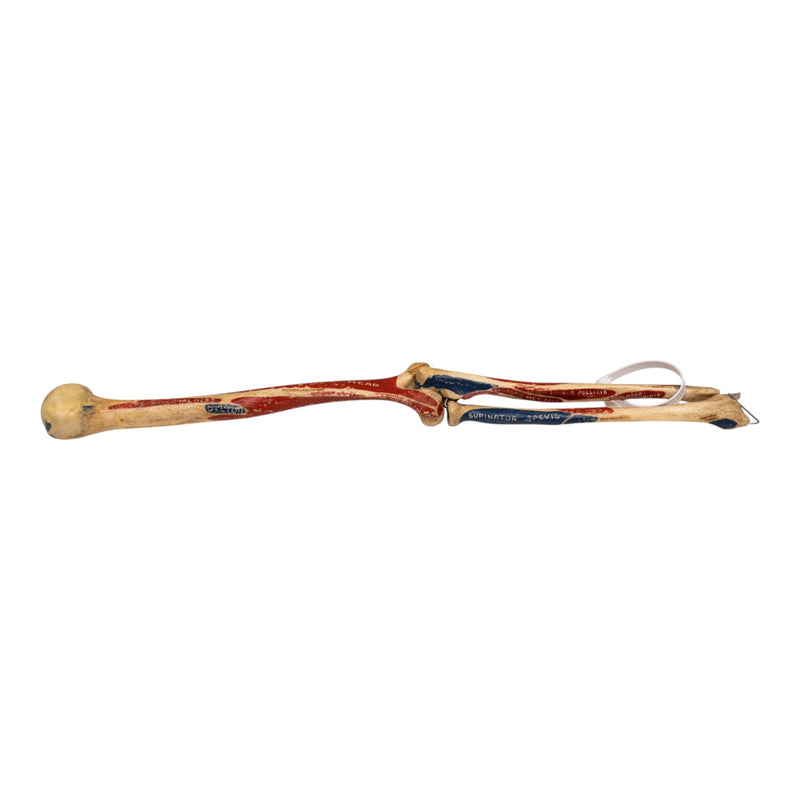 Real Human Partial Left Arm - Articulated