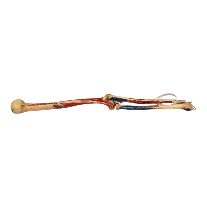 Real Human Partial Left Arm - Articulated