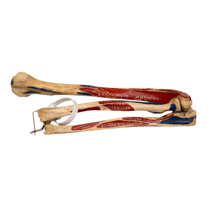 Real Human Partial Left Arm - Articulated