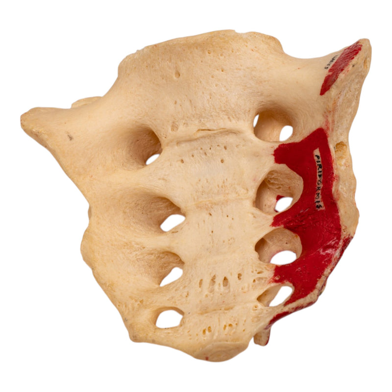 Real Human Sacrum - Painted