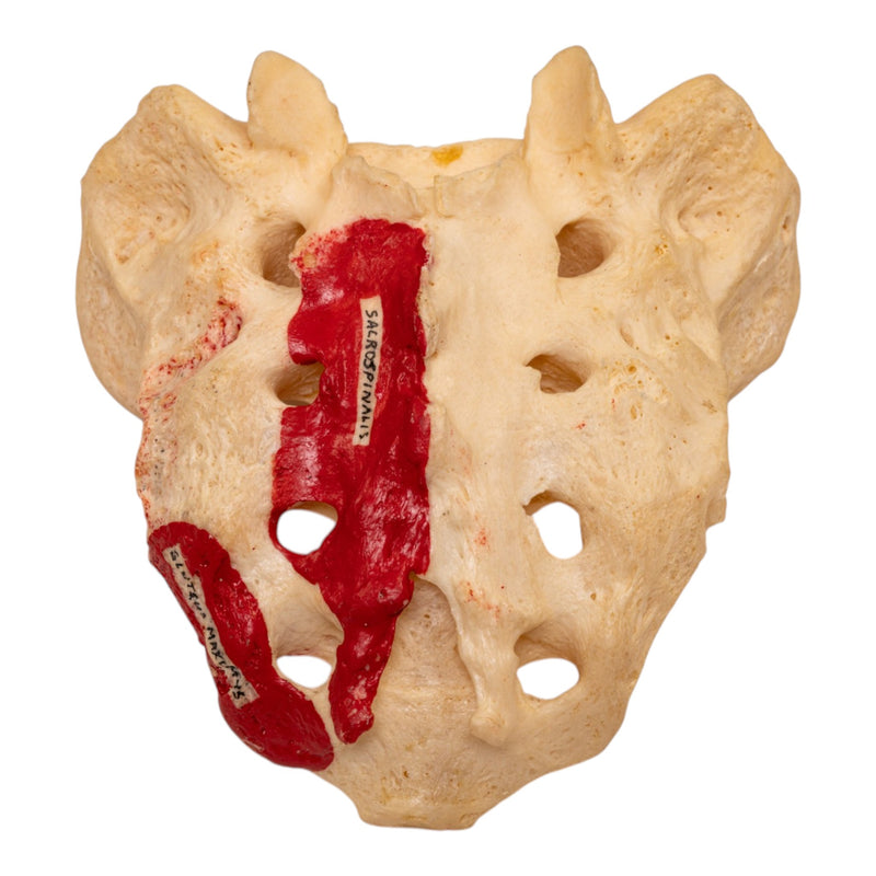 Real Human Sacrum - Painted