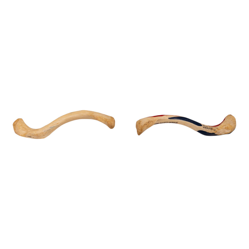Real Human Clavicle Comparative Set