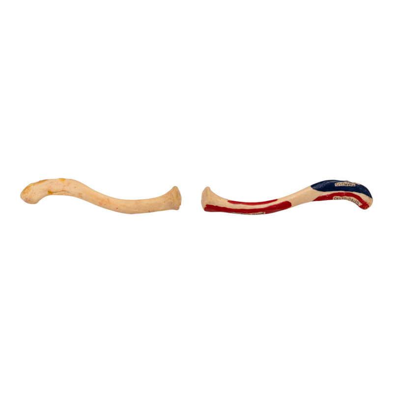 Real Human Clavicle Comparative Set