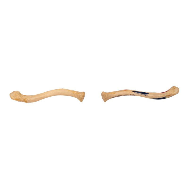 Real Human Clavicle Comparative Set