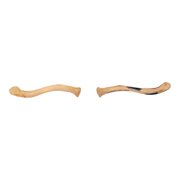 Real Human Clavicle Comparative Set
