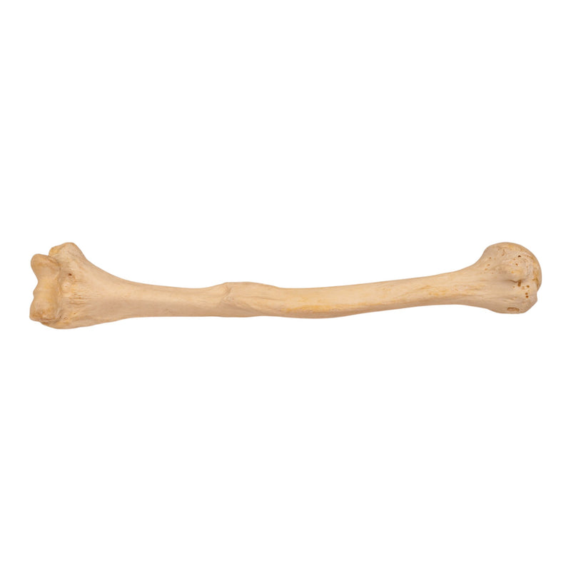 Real Human Humerus