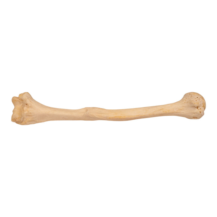 Real Human Humerus