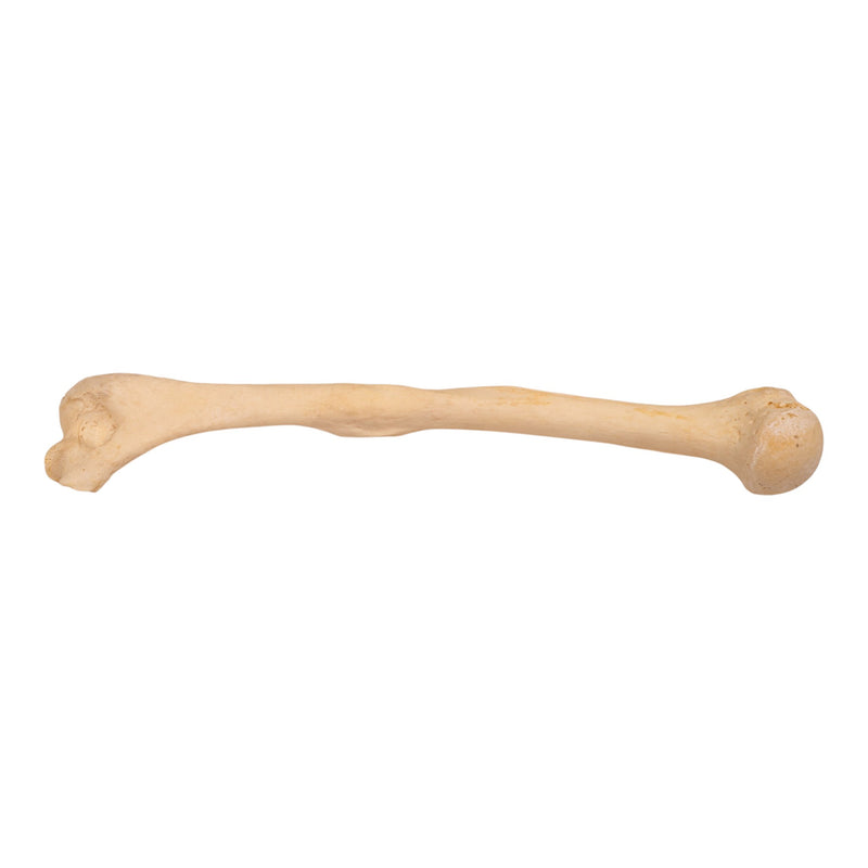 Real Human Humerus
