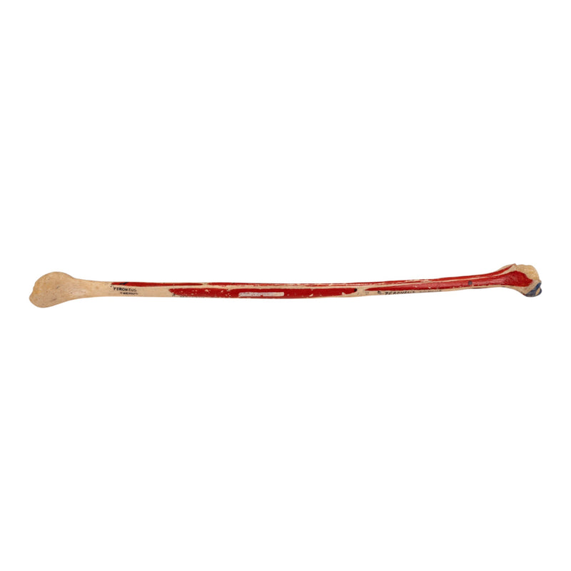 Real Human Fibula - Painted