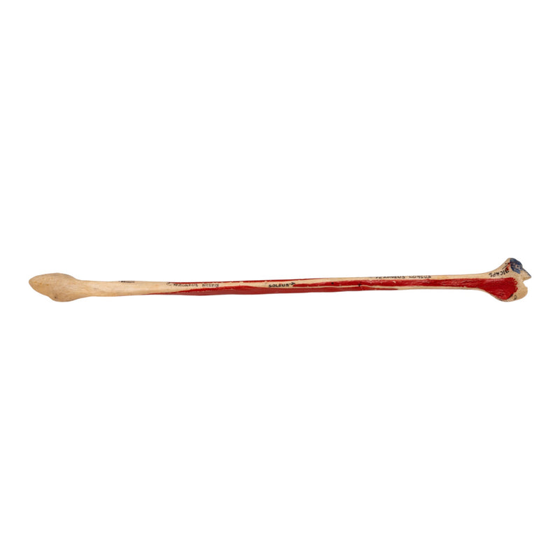Real Human Fibula - Painted