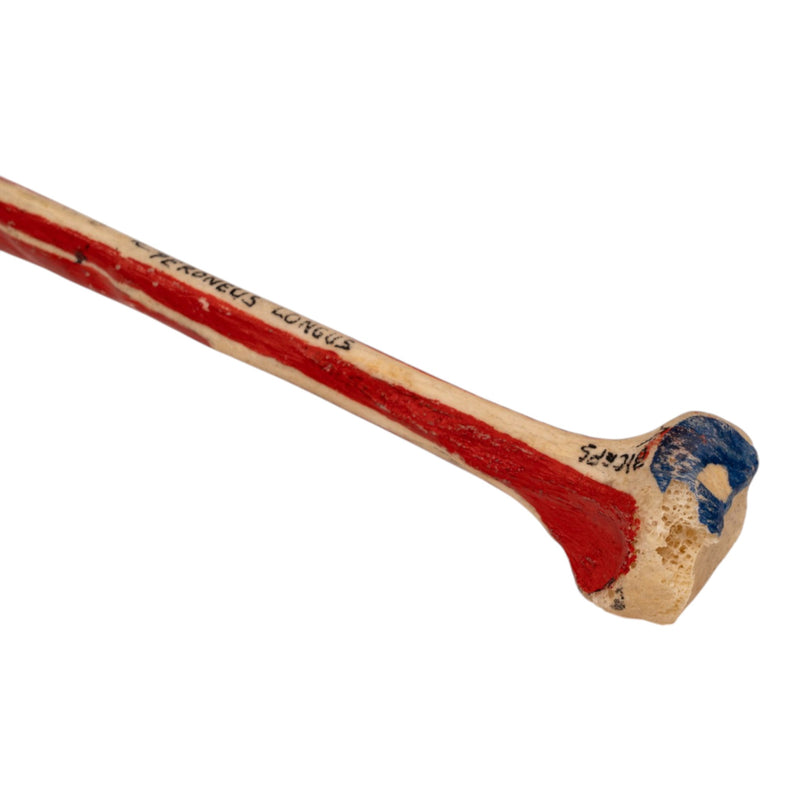 Real Human Fibula - Painted