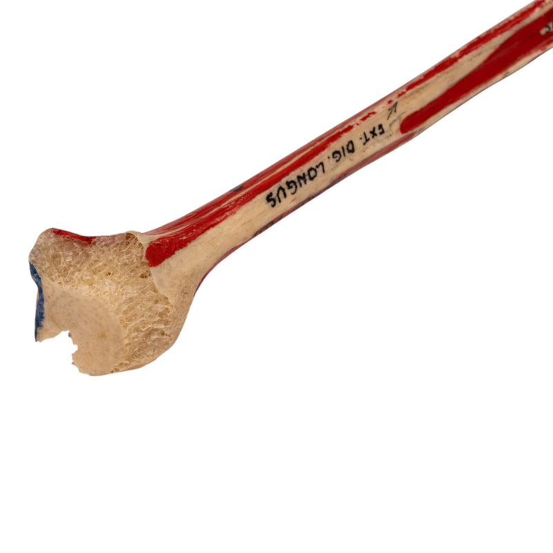 Real Human Fibula - Painted