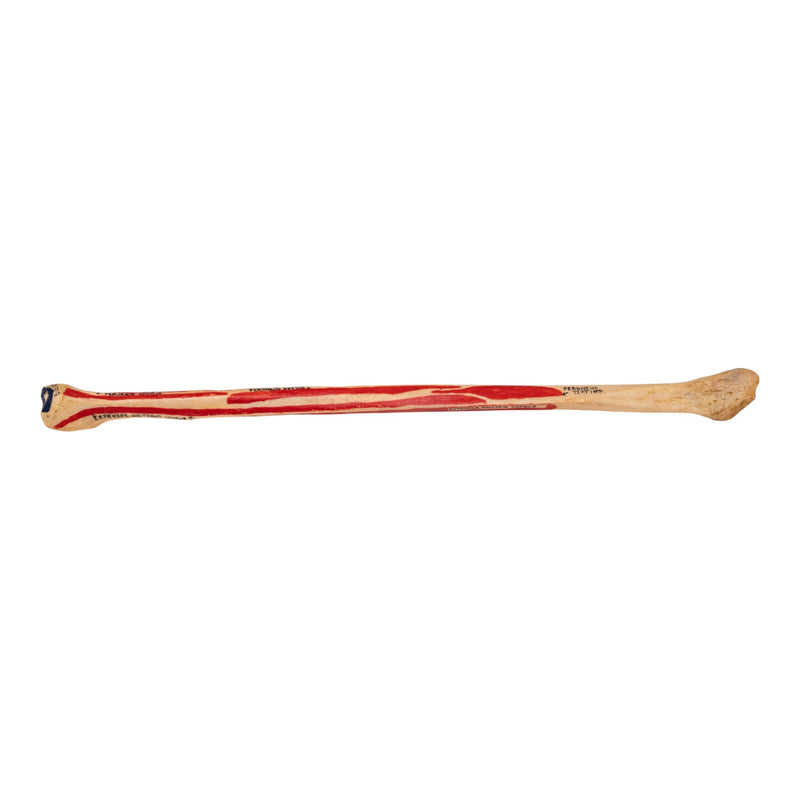 Real Human Fibula - Painted