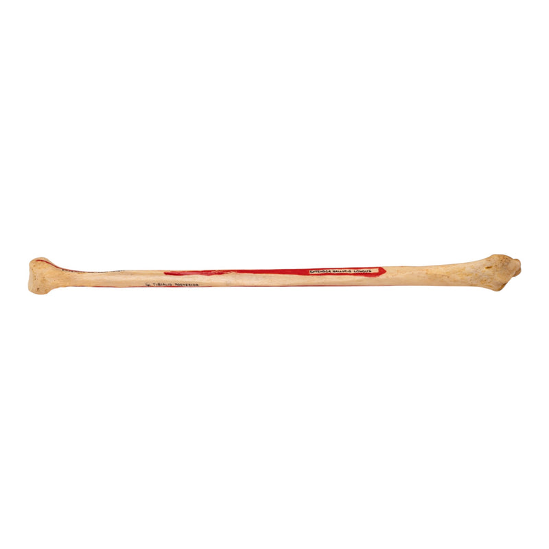 Real Human Fibula - Painted