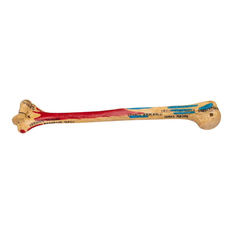 Real Human Humerus - Painted