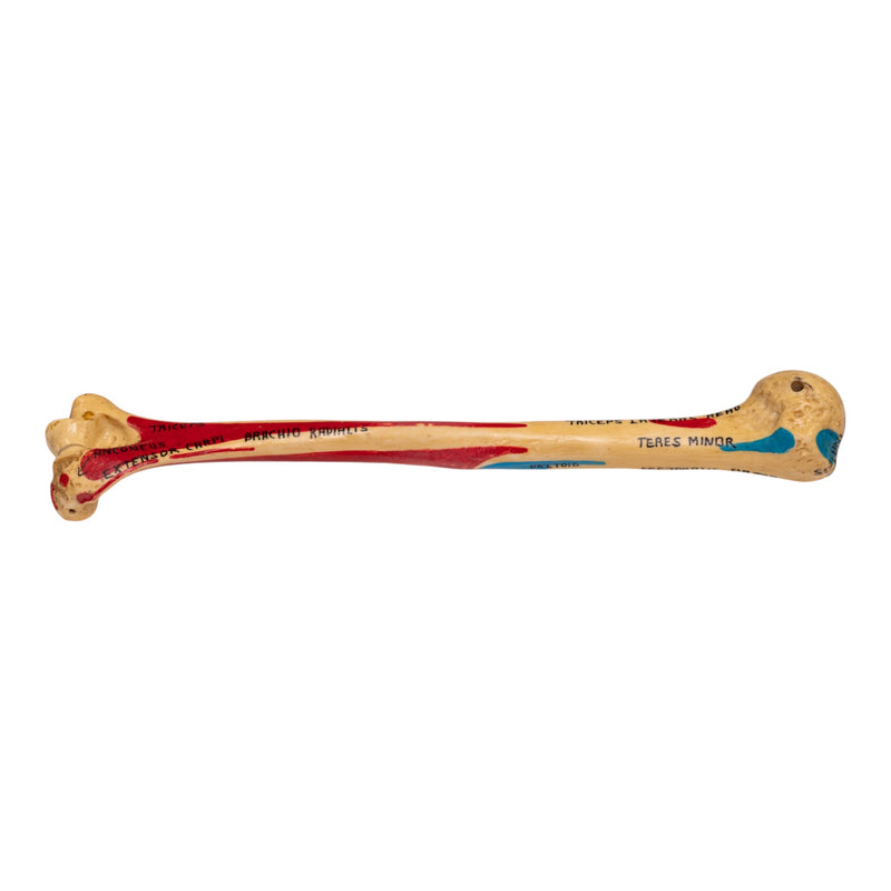 Real Human Humerus - Painted