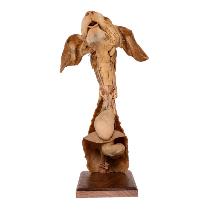 Real Plastinated Veterinary Domestic Dog Model on Stand