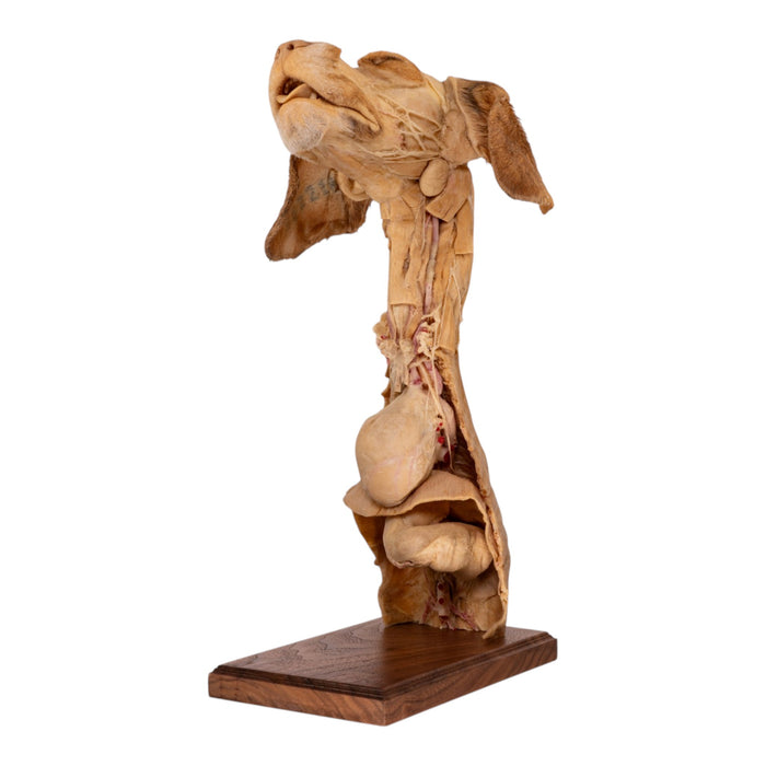 Real Plastinated Veterinary Domestic Dog Model on Stand