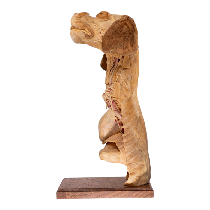 Real Plastinated Veterinary Domestic Dog Model on Stand