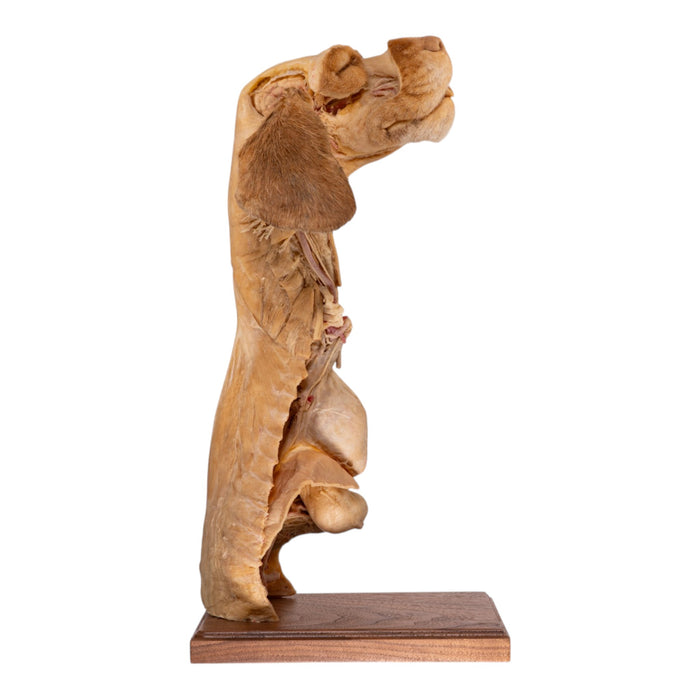 Real Plastinated Veterinary Domestic Dog Model on Stand