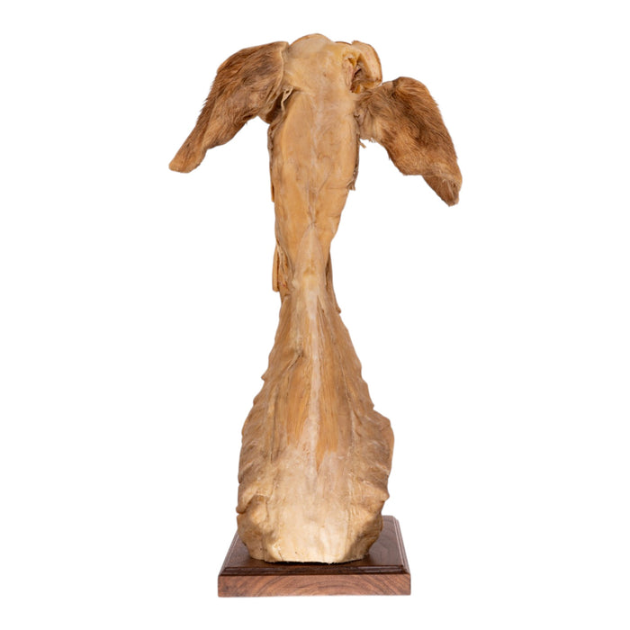 Real Plastinated Veterinary Domestic Dog Model on Stand