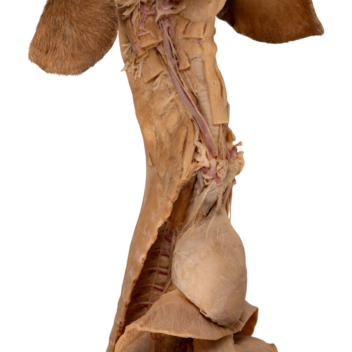 Real Plastinated Veterinary Domestic Dog Model on Stand