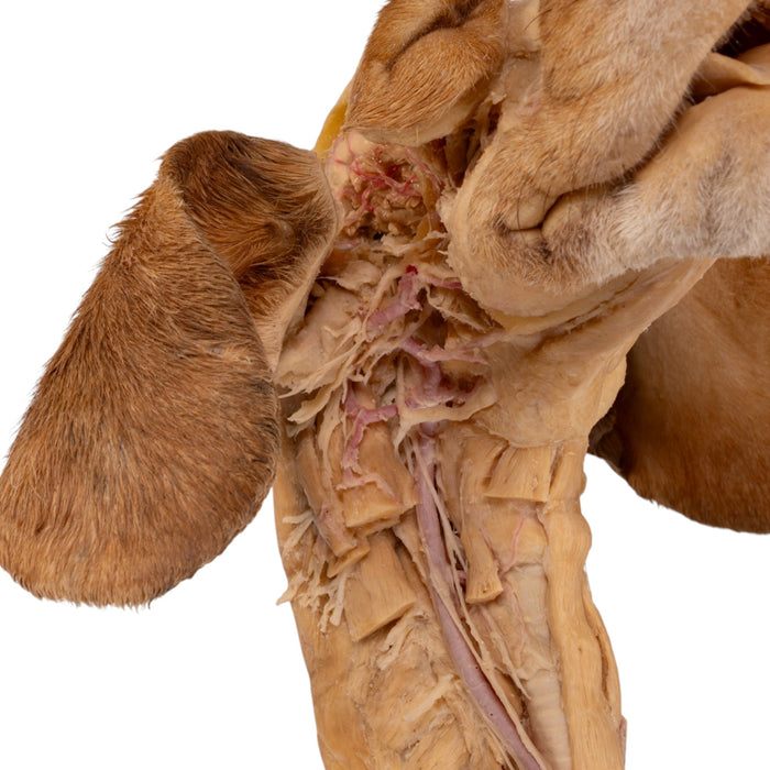 Real Plastinated Veterinary Domestic Dog Model on Stand