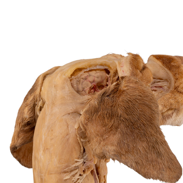 Real Plastinated Veterinary Domestic Dog Model on Stand