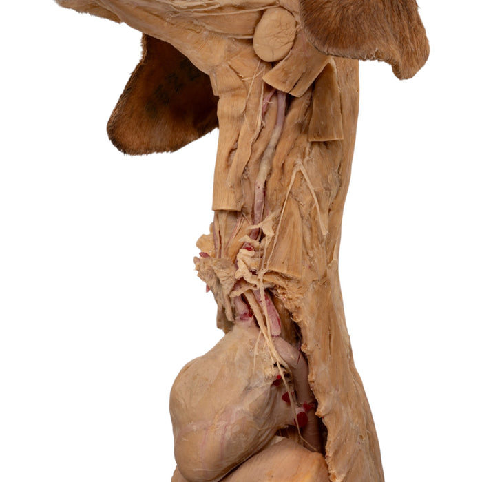 Real Plastinated Veterinary Domestic Dog Model on Stand