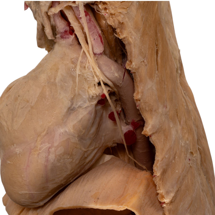 Real Plastinated Veterinary Domestic Dog Model on Stand