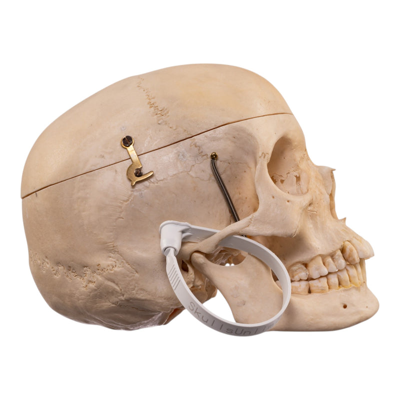 Real Human Composite Skeleton - Disarticulated
