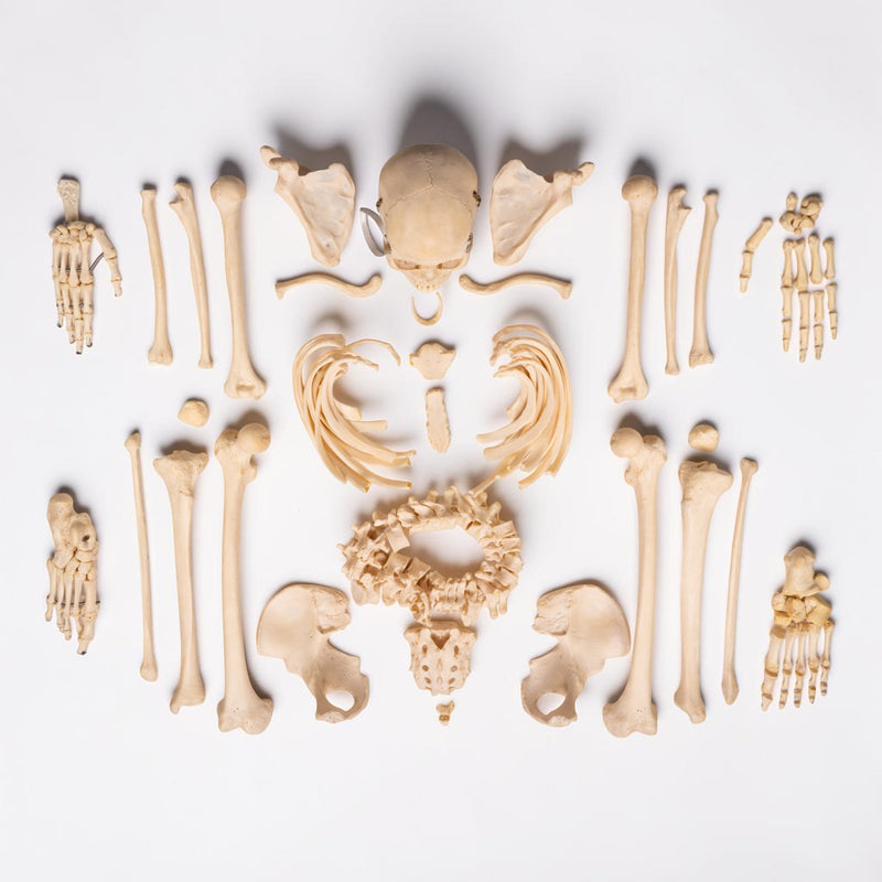 Real Human Composite Skeleton - Disarticulated