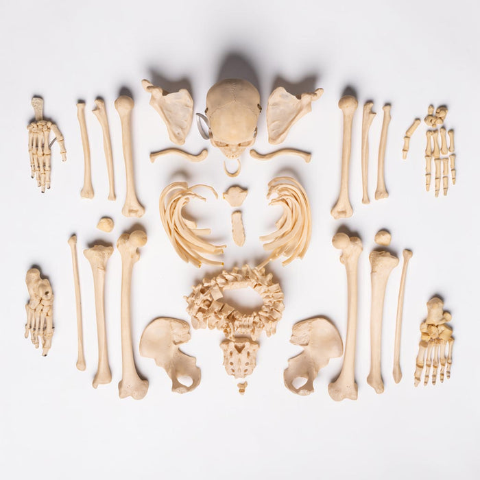 Real Human Composite Skeleton - Disarticulated