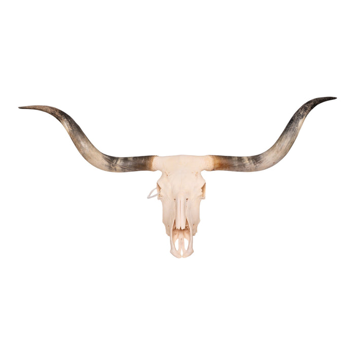 Real Longhorn Skull
