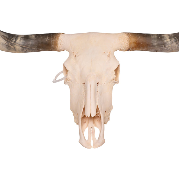 Real Longhorn Skull
