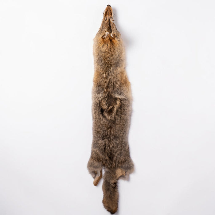 Real Coyote Pelt