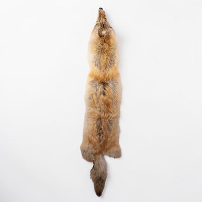 Real Coyote Pelt