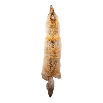 Real Coyote Pelt