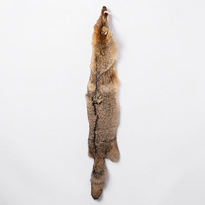 Real Coyote Pelt