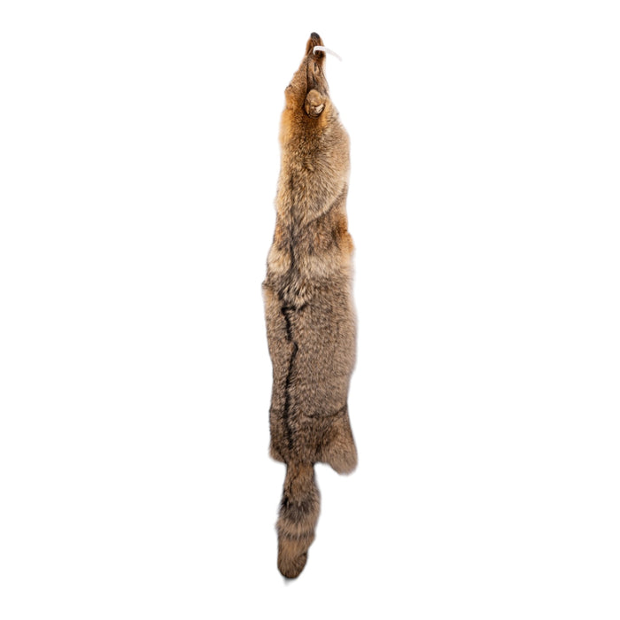 Real Coyote Pelt
