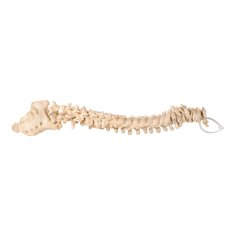 Real Human Spine and Sacrum